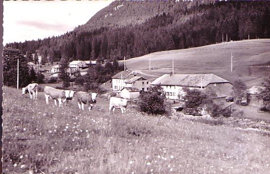 CARTE POSTALE DE PATURAGES AVEC DES VACHES A MIJOUX DANS L´AIN - Viehzucht