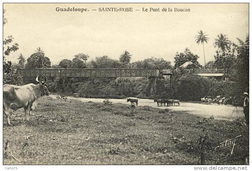 DOM - Guadeloupe - Sainte-Rose - Le Pont De La Boucan - Troupeau Vaches - Appareil Photographique - Autres & Non Classés