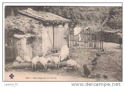 CPA - PETIT DEJEUNER EN FAMILLE - 589 -  C. C. C. C. - FERMIERE COCHONS ET POULES PRES DE LA MANGEOIRE DEVANT LA FERME - Schweine