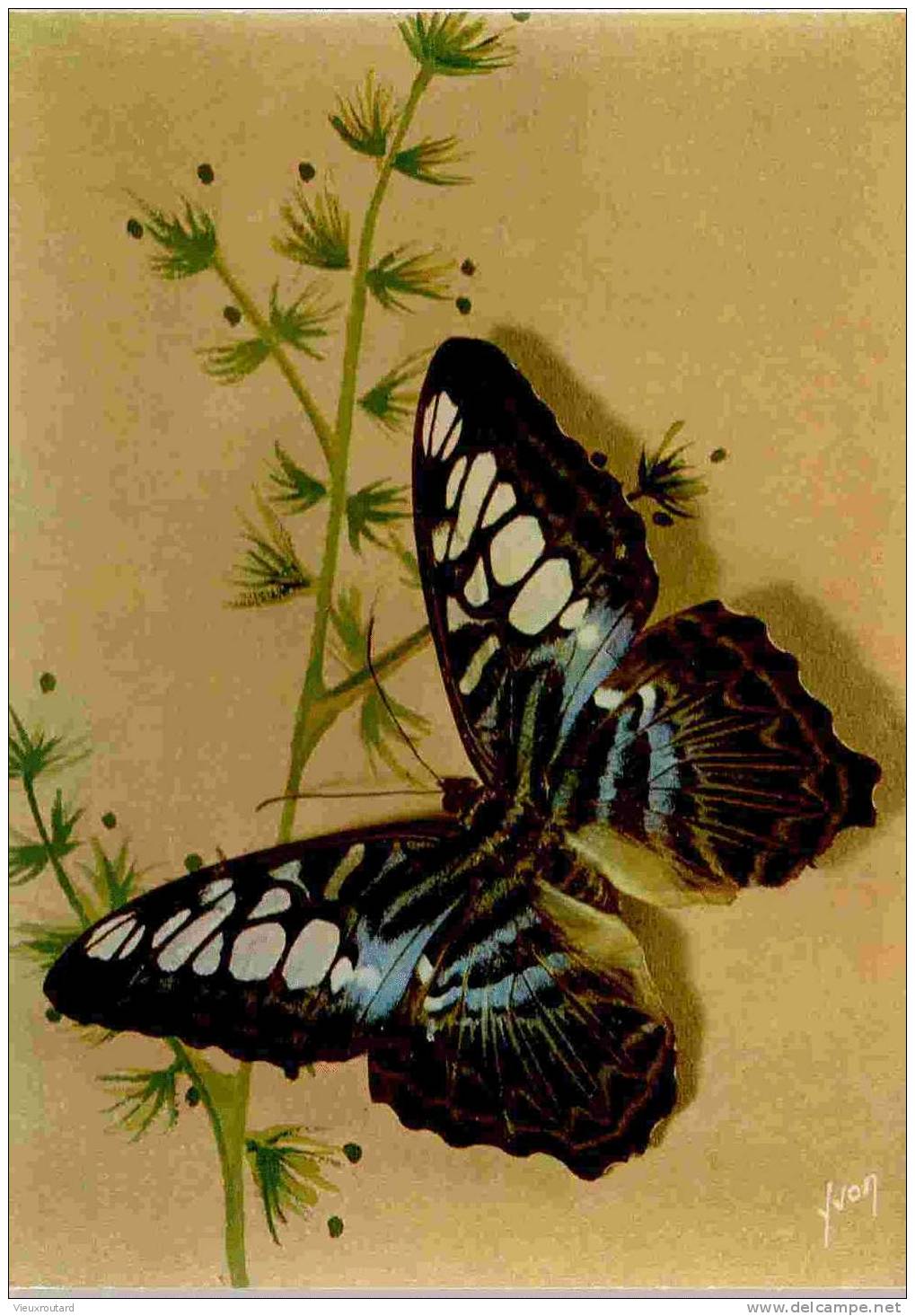 CPSM.  PAPILLONS EXOTIQUES. PARTHENOS SYLVIA TUALENSIS (INDE MALESIE). BON ATAT - Papillons