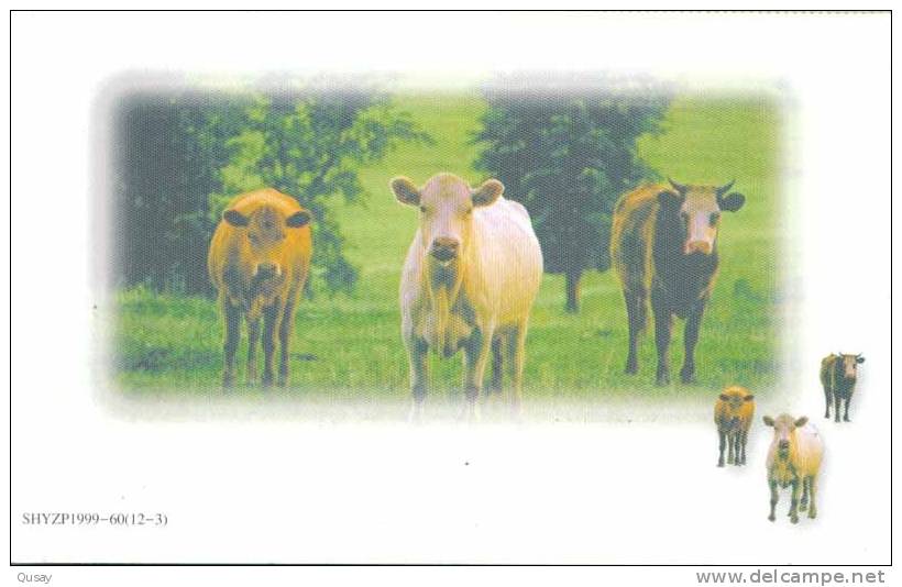 Ox Cow  ,   Pre-stamped Card , Postal Stationery - Farm