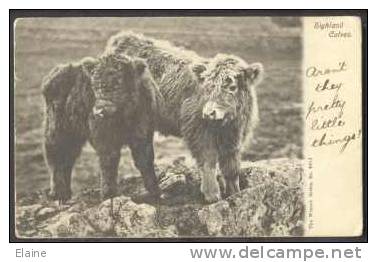 Two Highland Calves - Bull