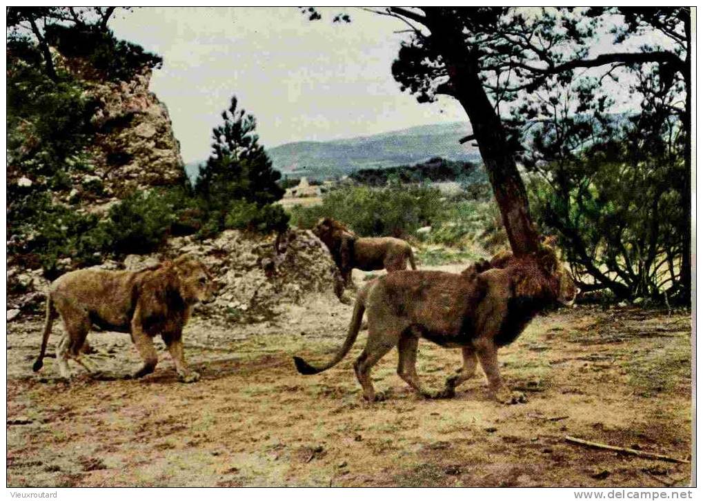 CPSM. RESERVE AFRICAINE DE SIGEAN. LION PANTHERA LEO. DATEE 1987. BON ETAT. - Sigean
