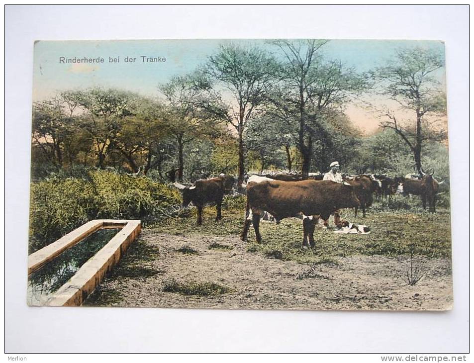 Rinderherde Bei Der Tranke - Cow Bull Breeding     1907    F D20447 - Tauri