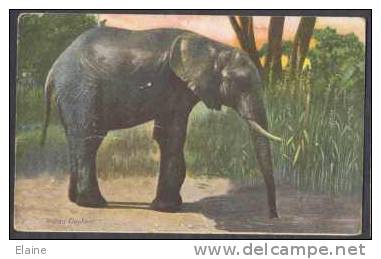 Indian Elephant - Elephants