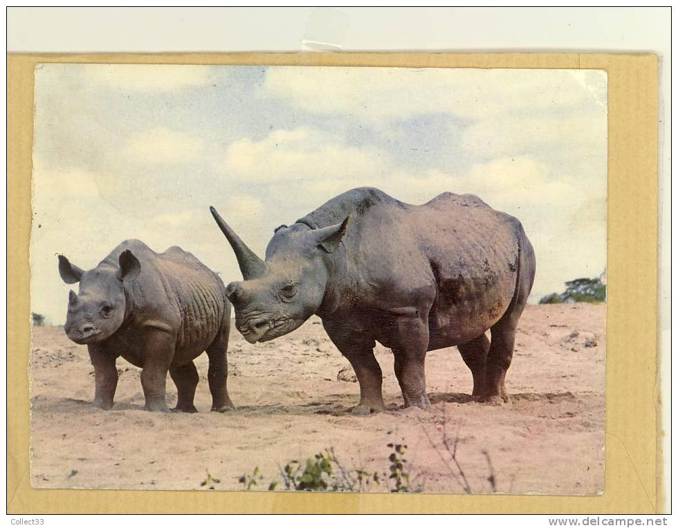 Faune Africaine - Rhinocéros - CPM écrite Issue D'un Carnet - Ed Hoa-Qui N° 3319 - Rhinocéros