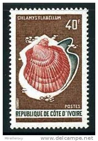 POISSON / FAUNE MARINE / CHLAMYS FLABELLUM COQILLAGE / COTE D IVOIRE - Pesci