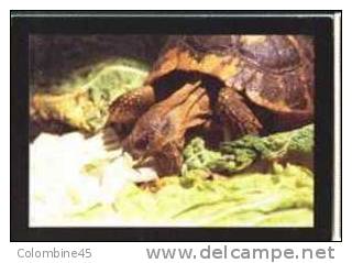 Cpm Tortue Turtle - Tortues