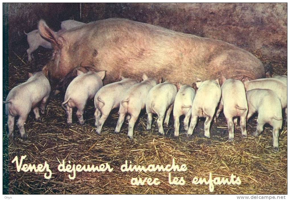 COCHON / PIG / SWAN - Schweine