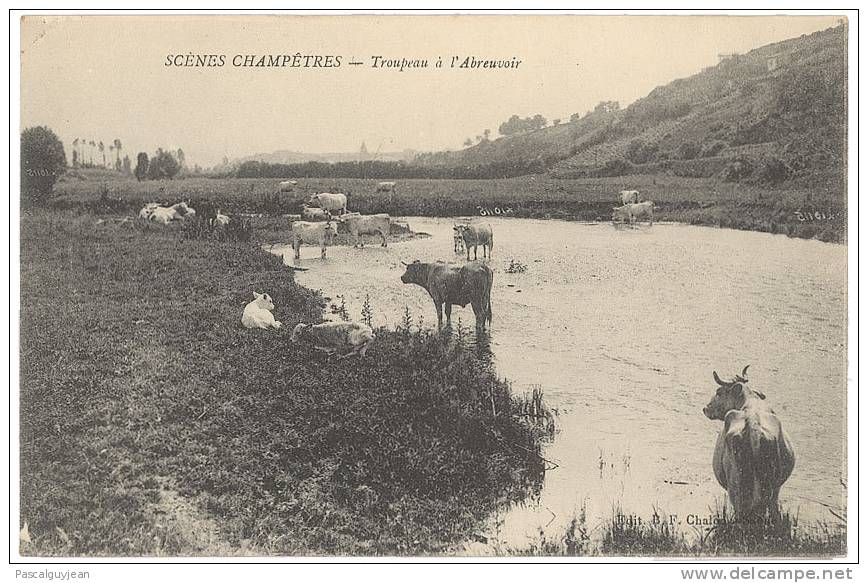 SCENES CHAMPETRES - Troupeau à L'Abreuvoir - Viehzucht