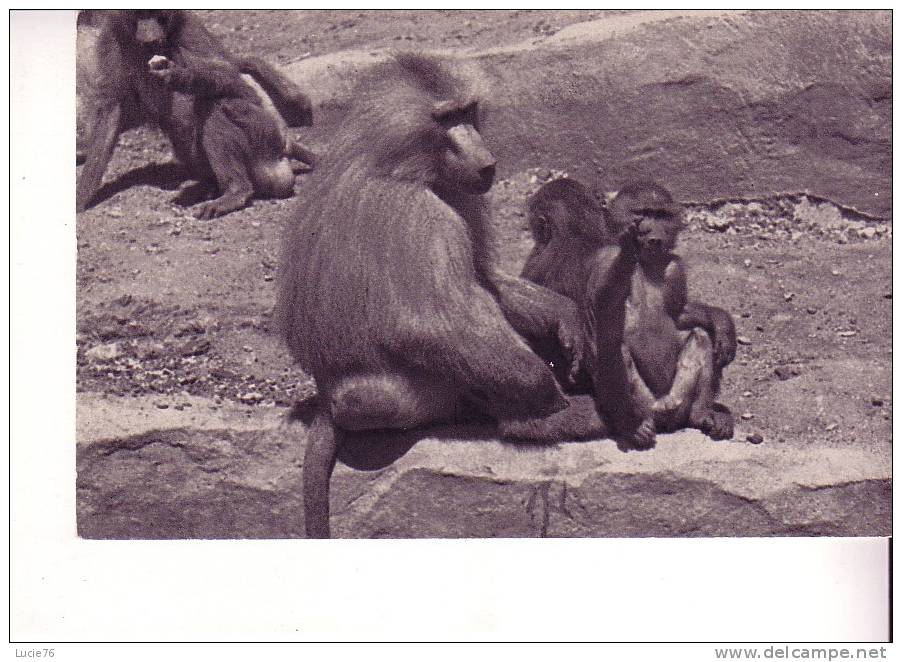 Une Famille De Singes  HAMADRYAS - Parc Zoologique Du Bois De Vincennes - Apen