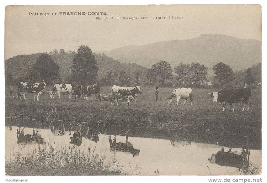 PATURAGE EN FRANCHE COMTE - VACHES - Franche-Comté