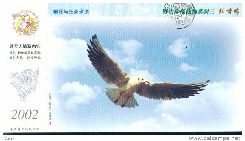 Rare Animal Species , Bird Seagull ,  Pre-stamped Card, Postal Statieonery - Meeuwen