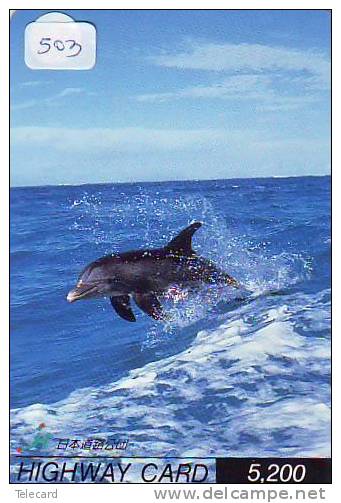 DOLPHIN DAUPHIN Dolfijn DELPHIN Tier Animal (503) - Delfines