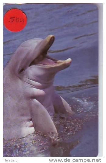 DOLPHIN DAUPHIN Dolfijn DELPHIN Tier Animal (509) - Delfines