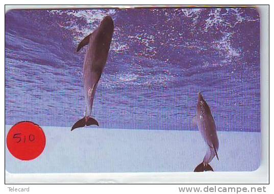 DOLPHIN DAUPHIN Dolfijn DELPHIN Tier Animal (510) - Delfines