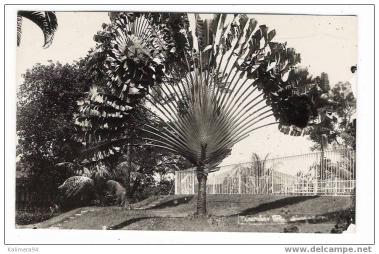 SINGAPOUR   /  BOTANICAL  GARDEN , SINGAPORE  ( ARBRE  À  PAIN ) / RARE  CARTE-PHOTO ( Cliché Argentique ) - Singapour