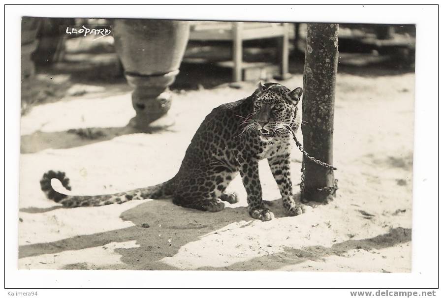 SINGAPOUR   /   LEOPARD  ( BOTANICAL  GARDEN , SINGAPORE ? ) / RARE  CARTE-PHOTO ( Cliché Argentique ) - Singapour