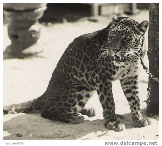 SINGAPOUR   /   LEOPARD  ( BOTANICAL  GARDEN , SINGAPORE ? ) / RARE  CARTE-PHOTO ( Cliché Argentique ) - Singapour