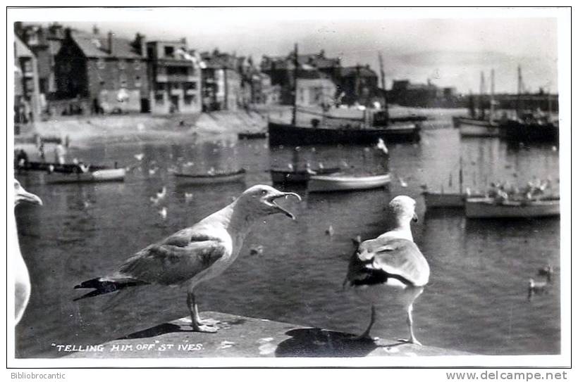 ENGLAND - REAL PHOTO -  "FEELING HIM OFF" ST IVES - St.Ives