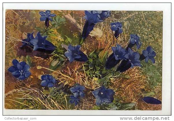VINTAGE Ca1900 POSTCARD BLUE FLOWERS - Otros & Sin Clasificación