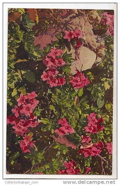 VINTAGE Ca1900 POSTCARD PINK FLOWERS - Otros & Sin Clasificación