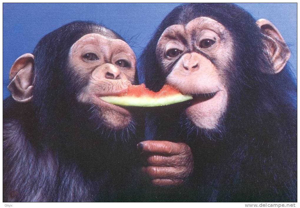 SINGE - CHIMPANZE / MONKEY / AFFE - Scimmie