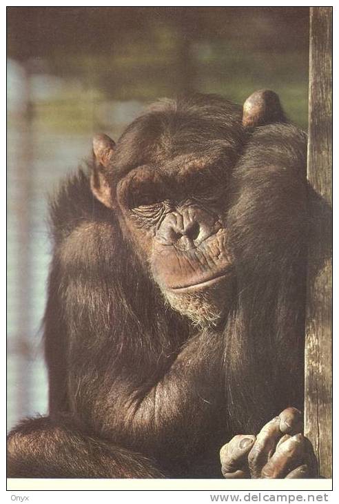 SINGE - CHIMPANZE / MONKEY / AFFE - Monos