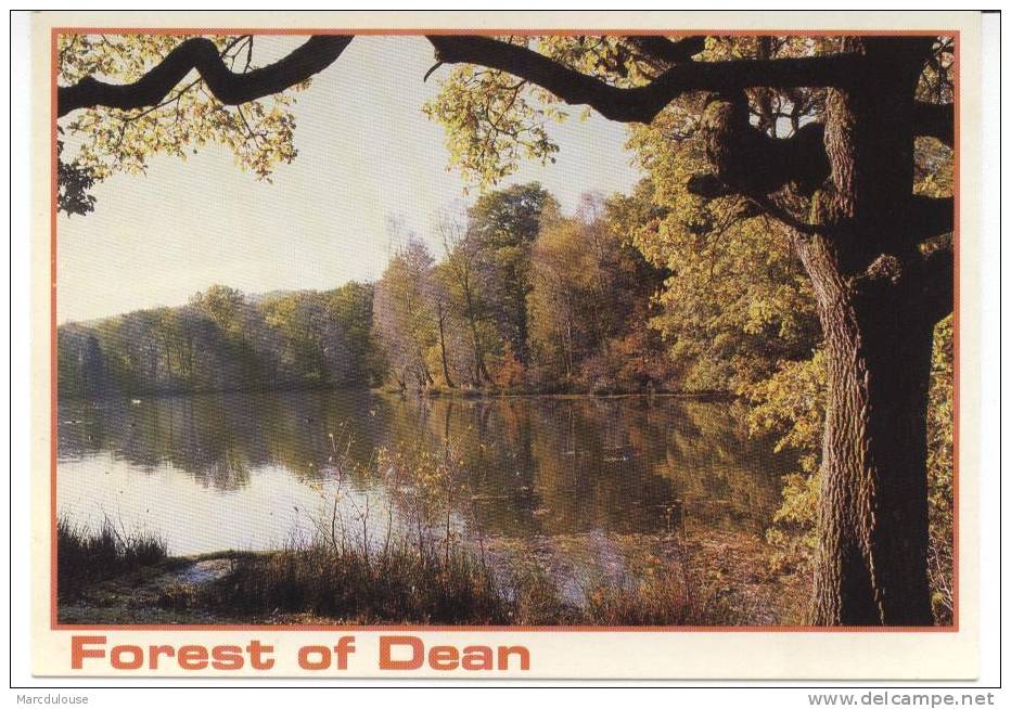 Forest Of Dean. Cannop Ponds. These Two Lakes Man-made To Provide Water Power For Parkend Ironworks. Popular Fishermen. - Autres & Non Classés