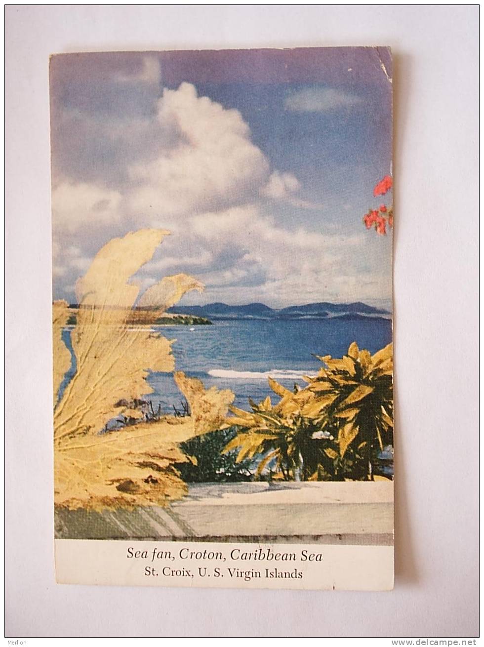 Sea Fan - Croton -Virgin Islands US  1950's   F  D21897 - Jungferninseln, Amerik.