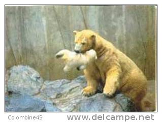 Cpm Zoo La Palmyre Femelle Ours Blanc Et Petit - Ours