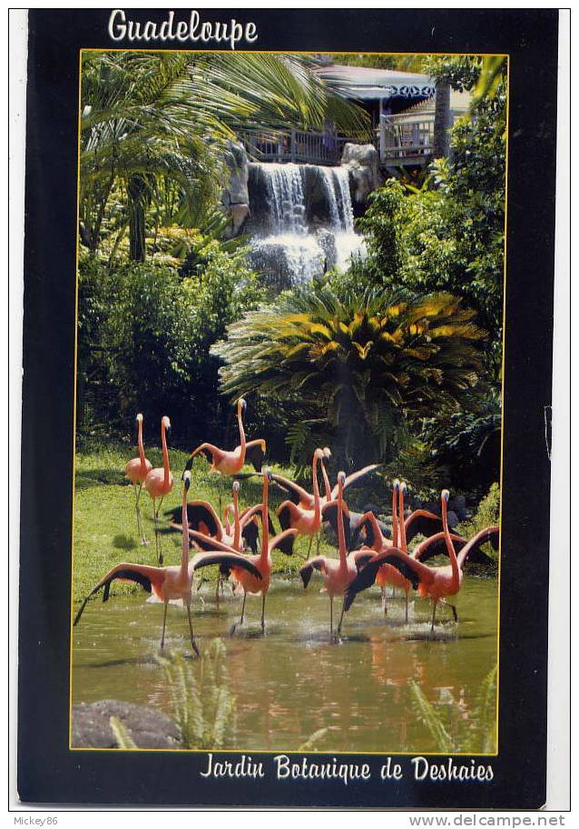 Guadeloupe--DESHAIES--2006--Jardin Botanique--Flamants Rouges éd  éd Exbrayat--jolie Carte-- - Autres & Non Classés