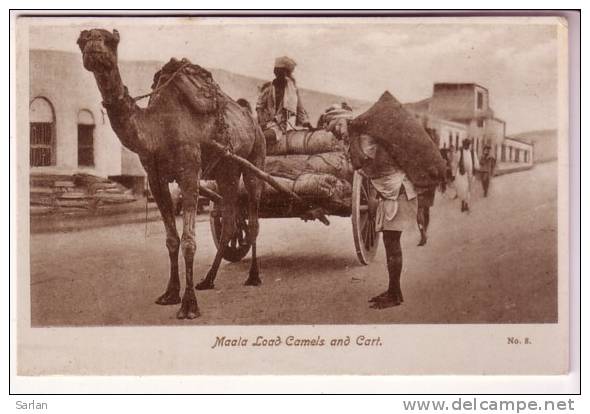 LOT-KO , YEMEN , ADEN , Maala Load Camels And Cart - Yémen