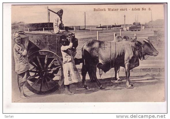 LOT-KO , YEMEN , ADEN , Bullock Water Cart - Yémen
