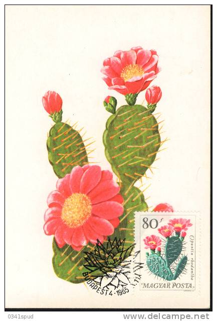 1965 Hongrie Carte Maximum Cactus - Sukkulenten
