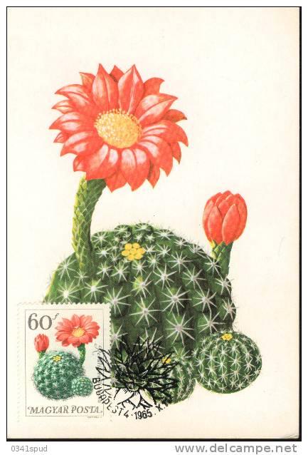 1965 Hongrie Carte Maximum Cactus - Sukkulenten