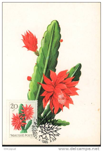 1965 Hongrie Carte Maximum Cactus - Cactusses