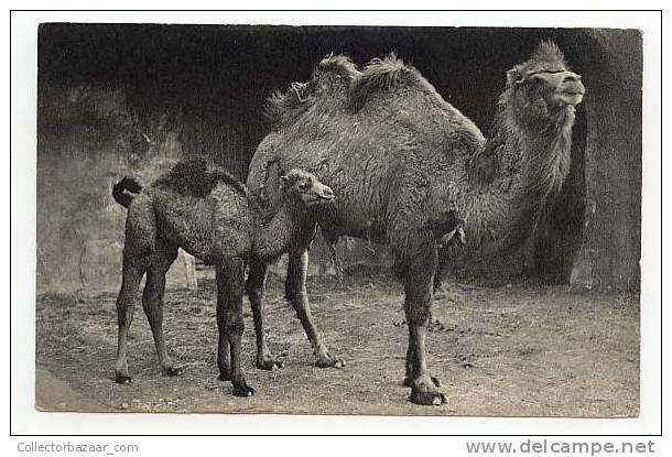 VINTAGE Ca1900 Postal Postcard With Camel Camellos - Otros & Sin Clasificación