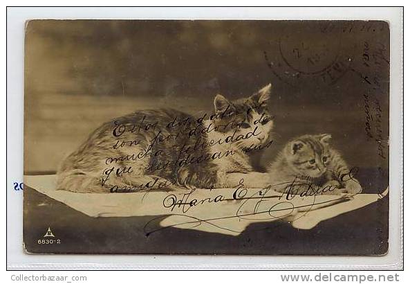 VINTAGE Ca1900 Postal Postcard With Cats Gatos - Chats