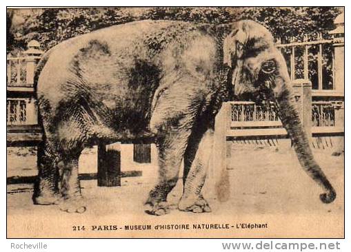 ELEPHANT- Muséum D´histoire Naturelle Paris-1932 - Éléphants