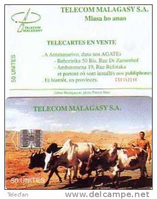 MADAGASCAR PAYSAGE CARTE ANCIENNE ANTIC CARD + VACHES COW PETITS N° RARE 100U - Madagascar