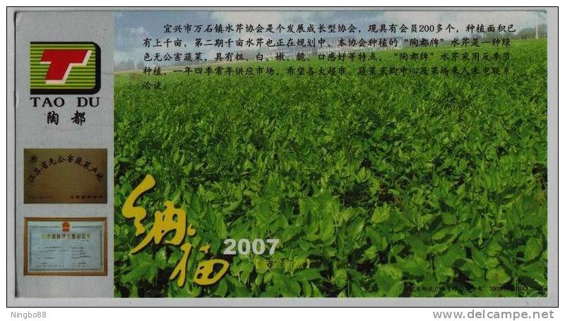 Cress Vegetable Cultivating,China 2007 Jiangsu Planting Base Of Pollution-free Vegetable Advertising Pre-stamped Card - Gemüse