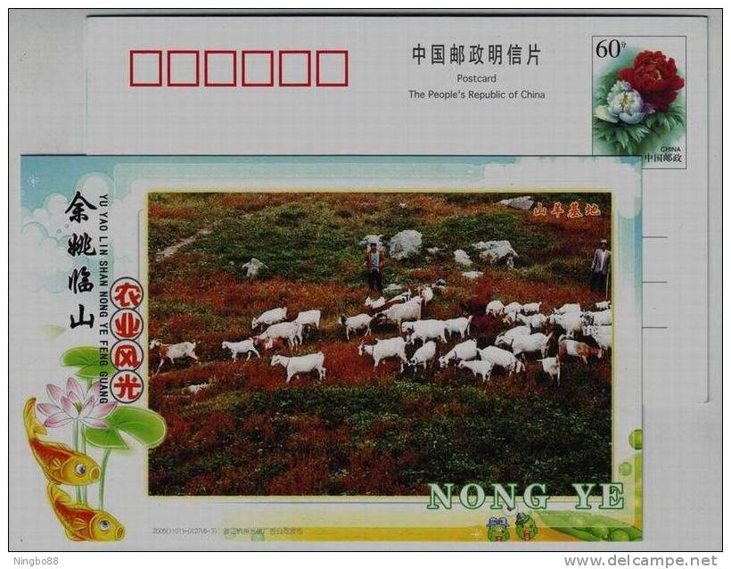 Base Of Goat Breeding,Sheep,CN 05 Yuyao Agriculture & Stock Raising Industry Advertising Pre-stamped Card - Farm