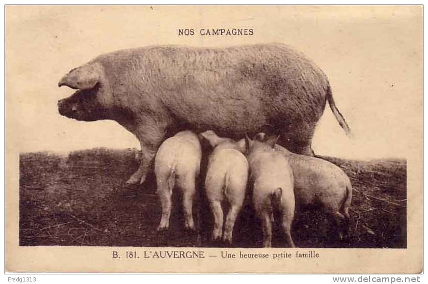 Fantaisie - Animaux - Auvergne - Cochons - Pigs