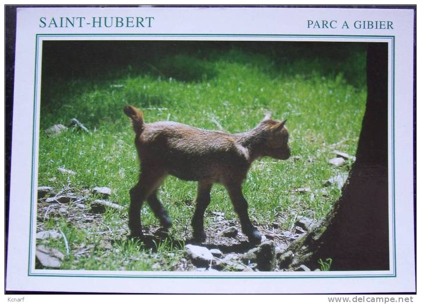 CP De SAINT-HUBERT " Parc à Giber " . - Saint-Hubert