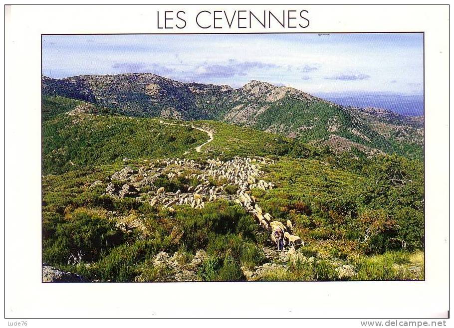 TRANSHUMANCE Sur La DRAILLE -   Les Cévennes  -   N°  4679 - Breeding