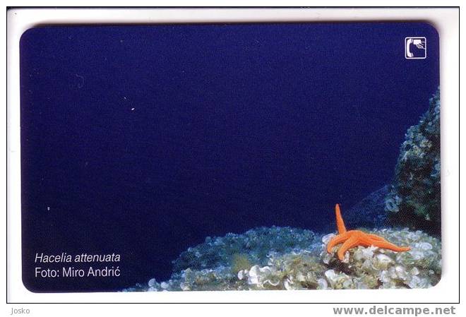 HACELIA ATTENUATA ( Croatia Card ) ** Starfish – Seestern – Estrella De Mar – Asterie – Etoile De Mer - Stella Di Mare - Croatie