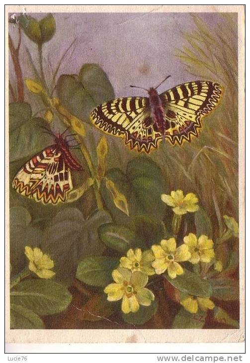PAPILLON De L´ARISTOLOCHE -  N° 630 - Papillons