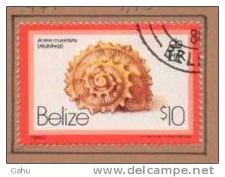 Belize 471 (1980) ;coquillages ; Ob.  Cote : 3.75 Eur. - Belice (1973-...)