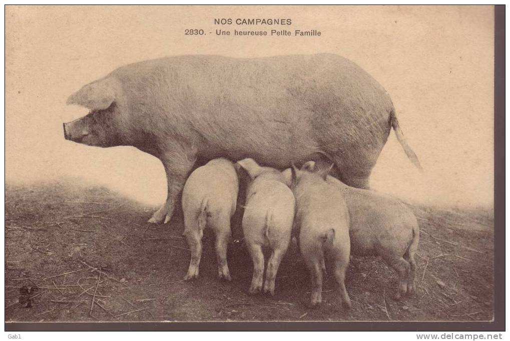 Nos Campagnes -- Une Heureuse  Petite Famille - Pigs